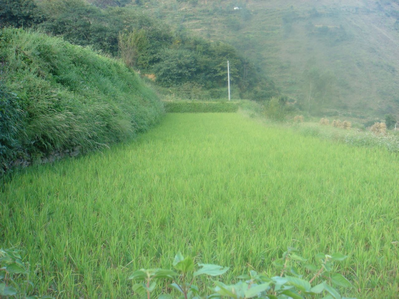 湯丹鎮稻田