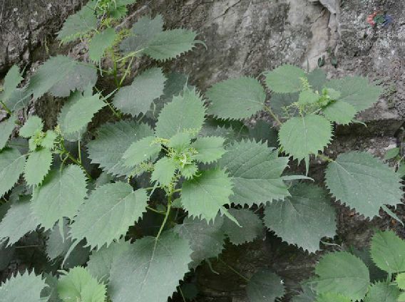 蛇麻草