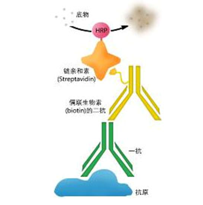 免疫酶擴散法