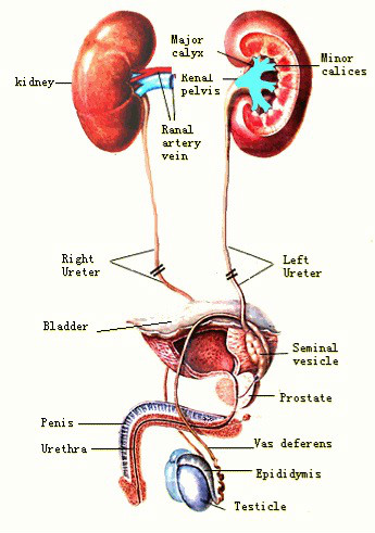 急性腎功能腎衰竭