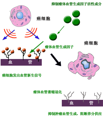 抗腫瘤血管生成促進瘤體萎縮