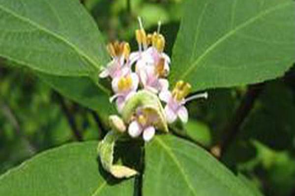 Callicarpa japonica