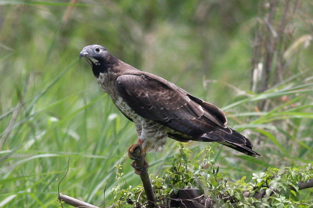 鳳頭蜂鷹