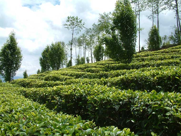 黑明寺生態茶園