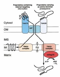 線粒體的蛋白轉運裝置