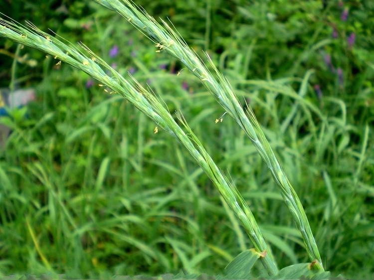 糙毛鵝觀草