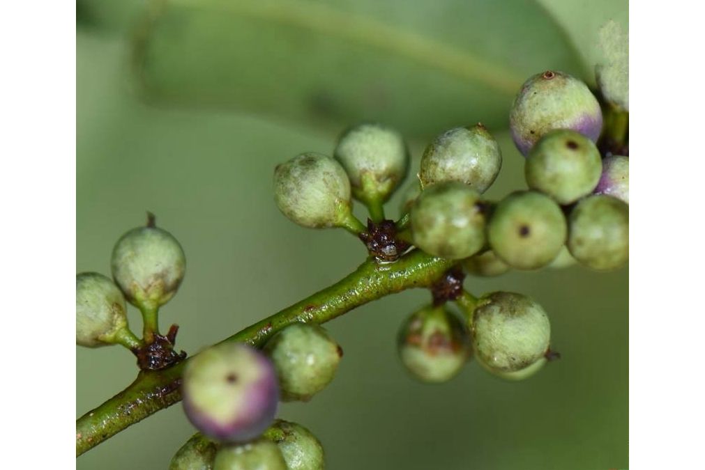 密花樹(報春花科鐵仔屬植物)