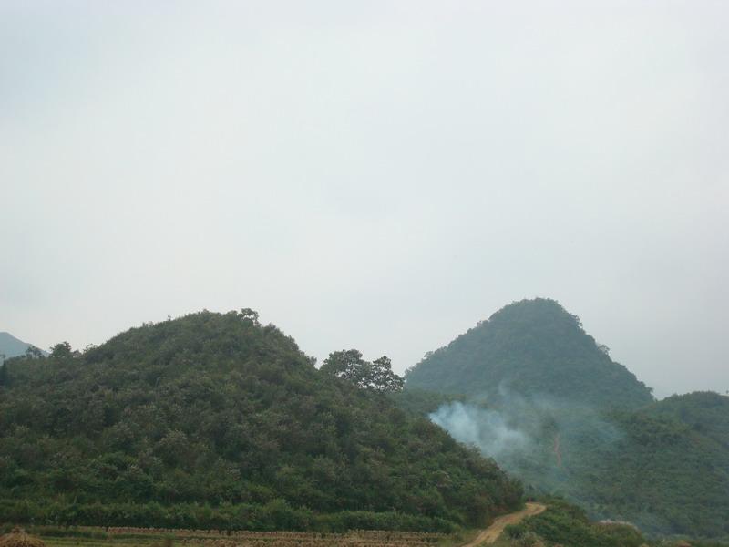 油茶林