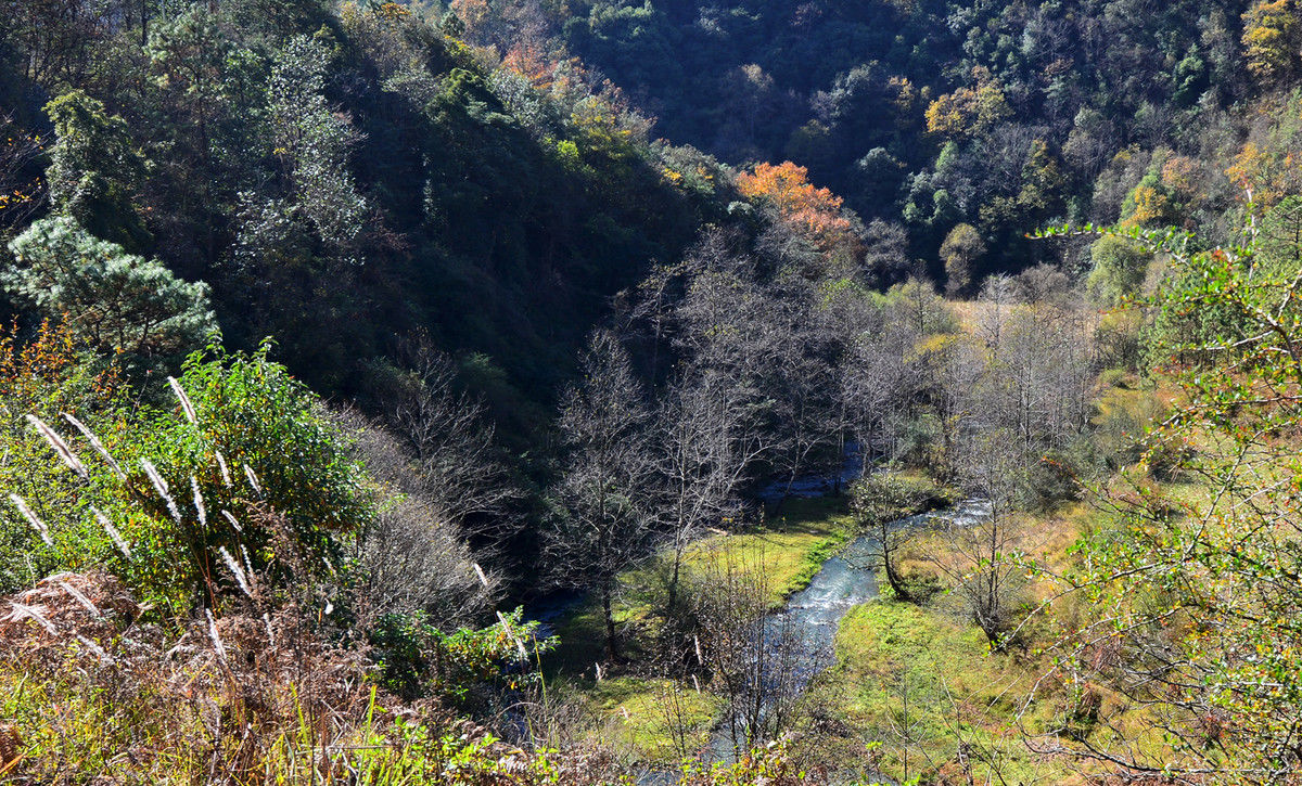 馬龍野花溝