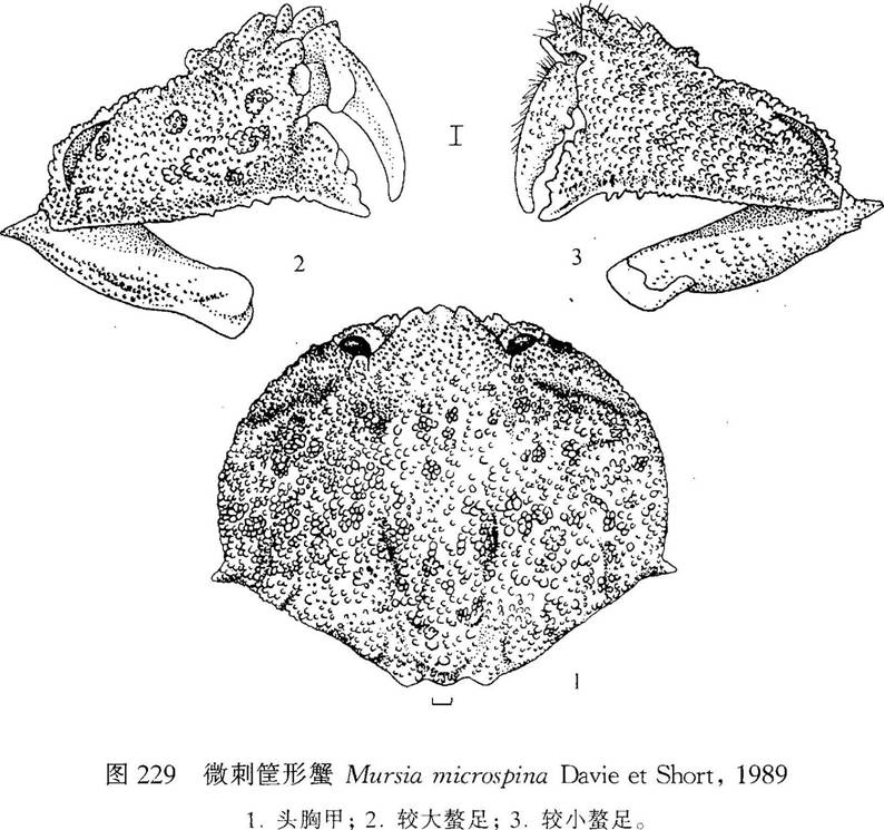 微刺筐形蟹