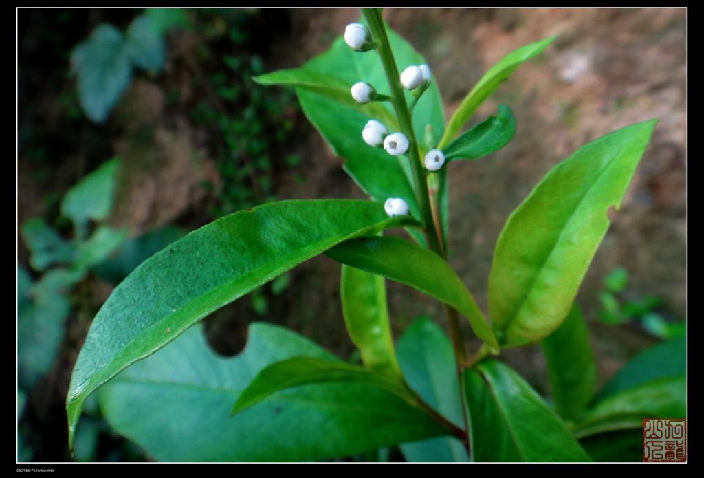 繸瓣珍珠菜(一種藥用植物)