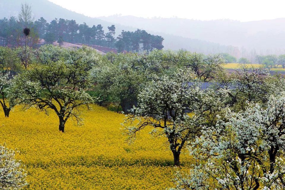 高樓村(文山富寧縣者桑鄉民村村委會下轄村)