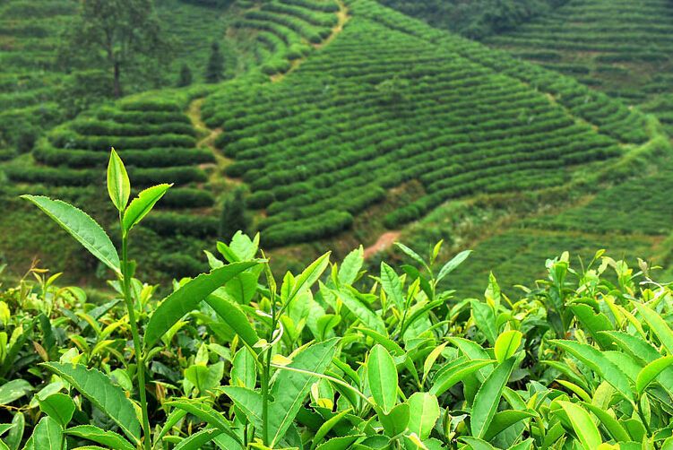 永泰綠茶