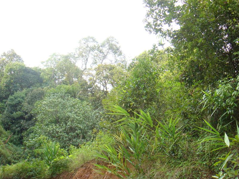隔界箐自然村-林地資源