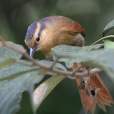 蓬尾卡納灶鳥