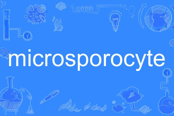 microsporocyte