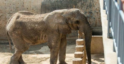 神鵰山野生動物自然保護區