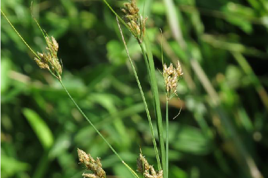 黑果飄拂草