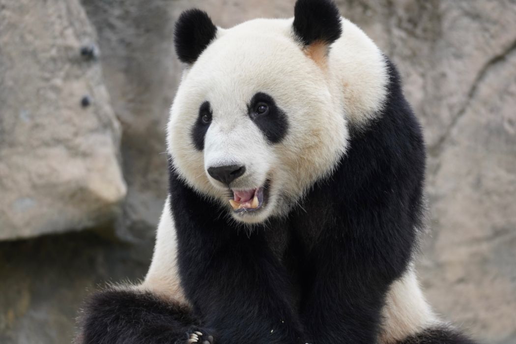 大熊貓康康(2019年出生於上海野生動物園的雄性大熊貓)