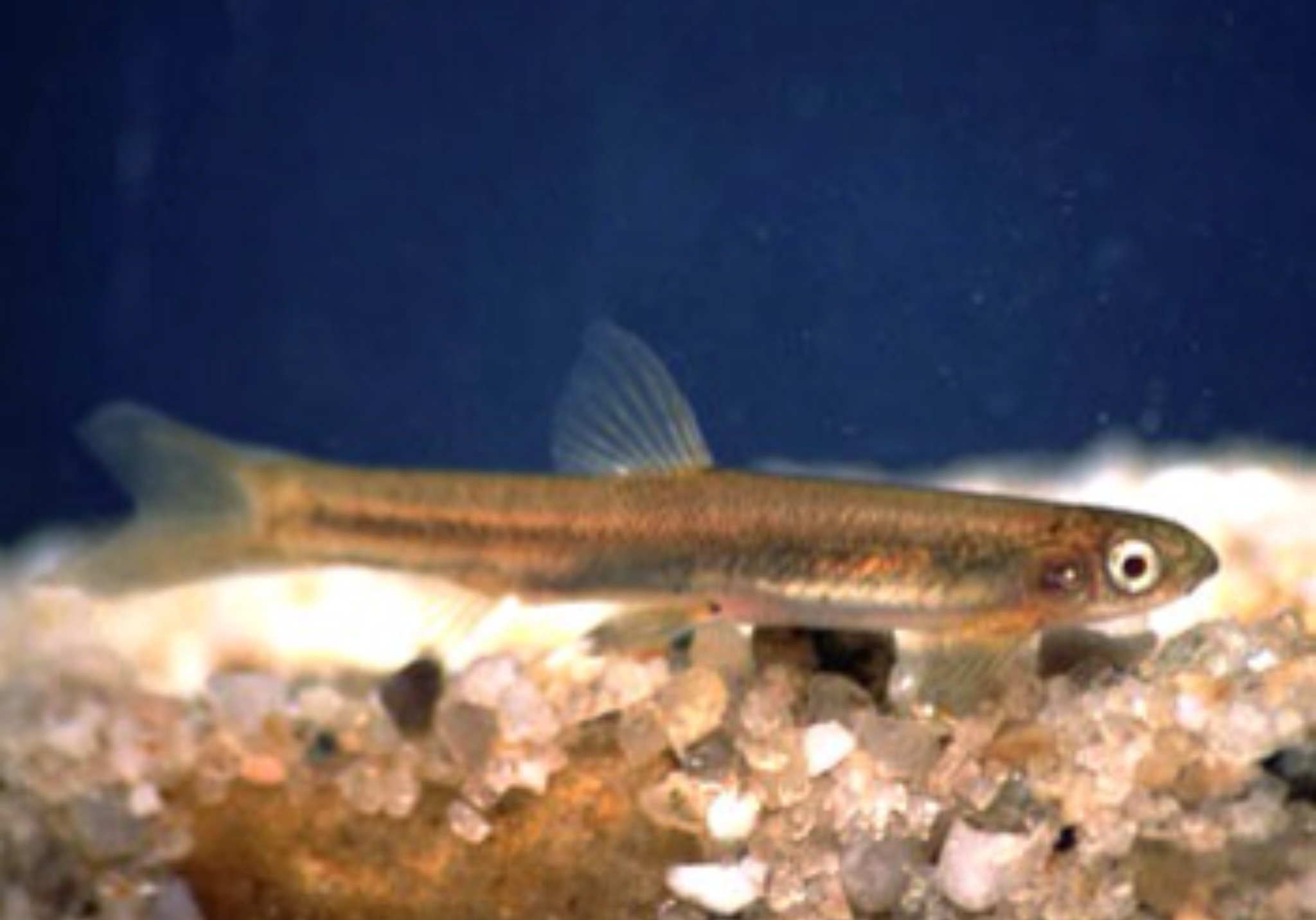 大耳克奈魚 Albula Kneria auriculata