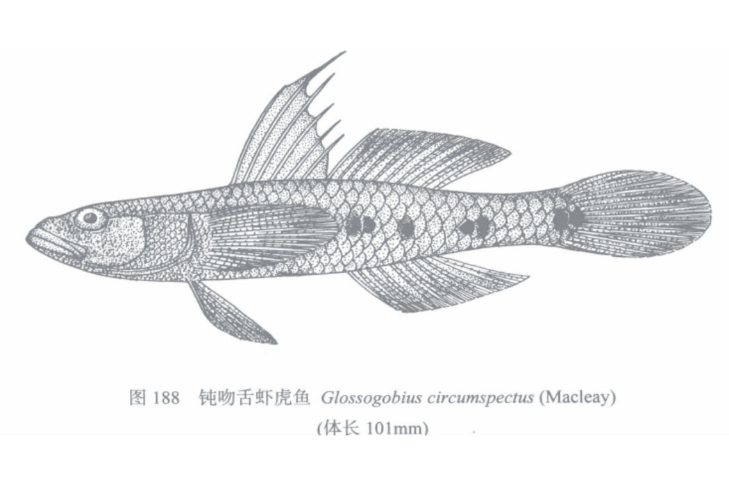 鈍吻舌蝦虎魚