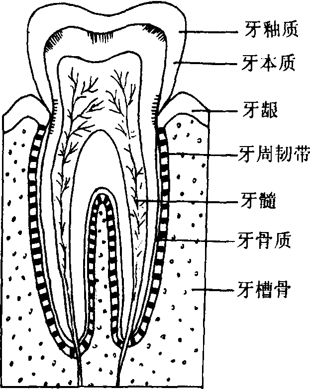 牙齒礦化