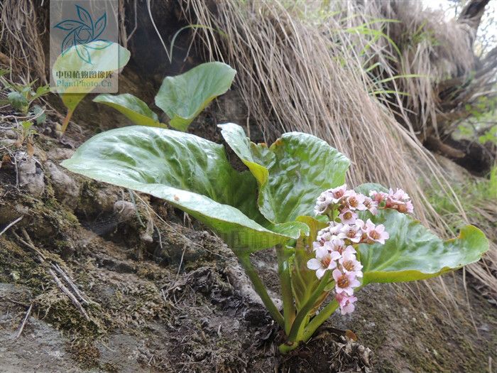 秦嶺岩白菜組