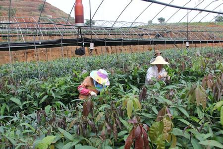 那篢村芒果苗基地