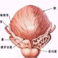 前列腺不育