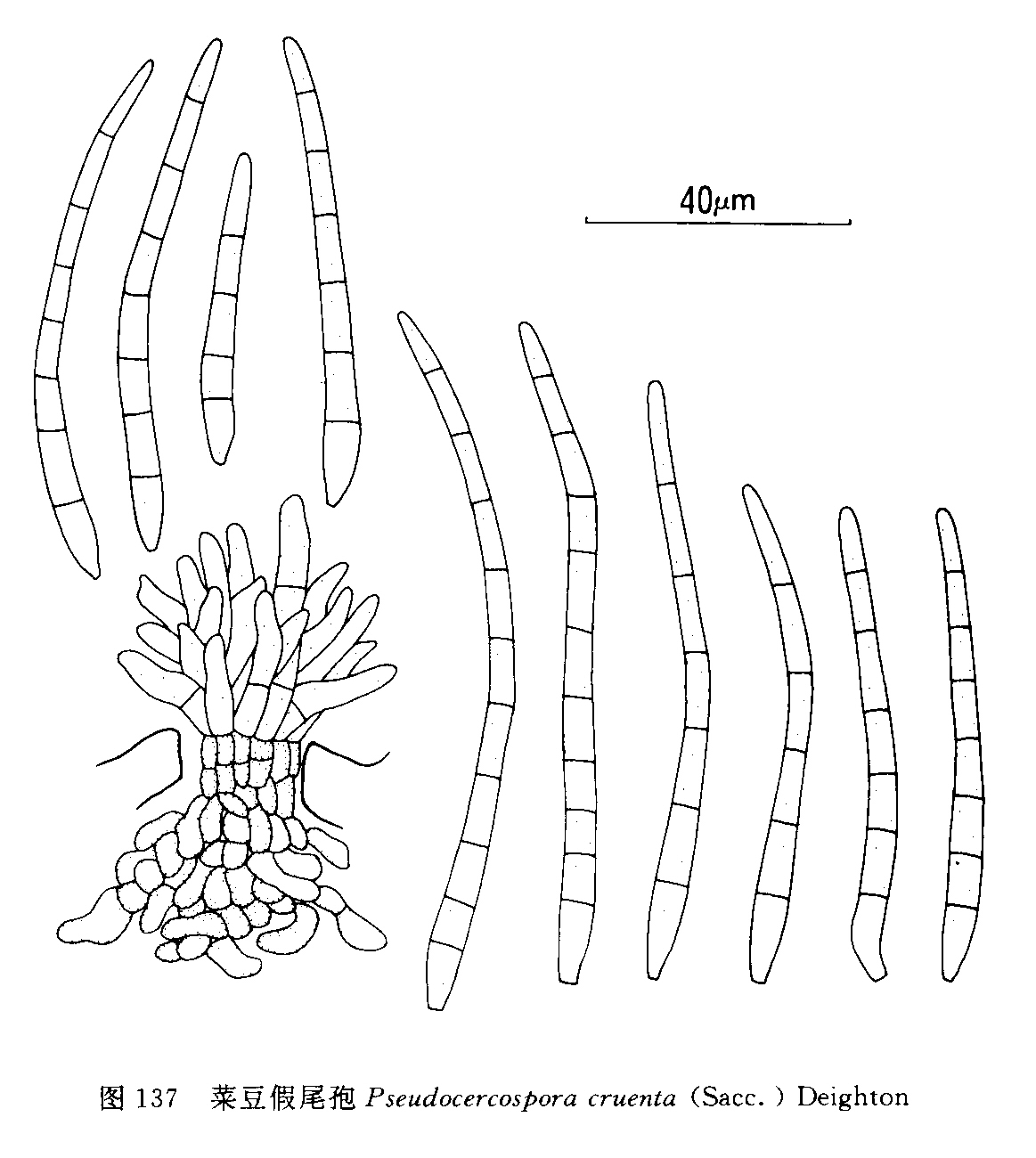 菜豆生假尾孢