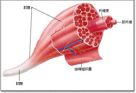 肌肉收縮實驗