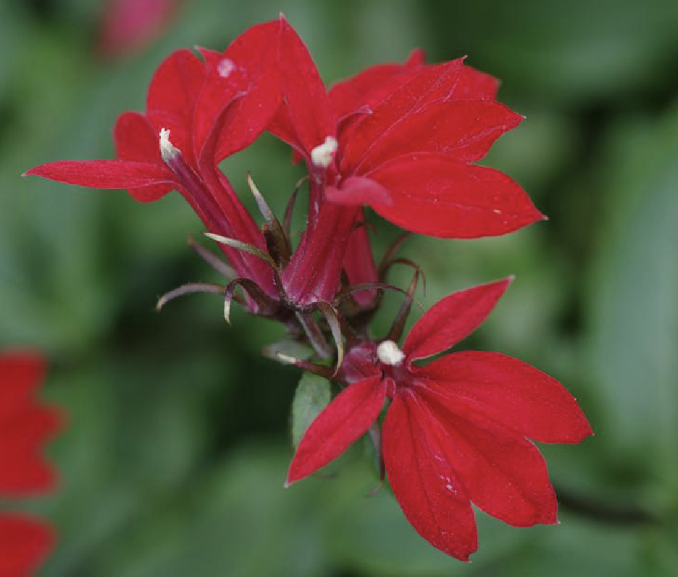 紅花山梗菜