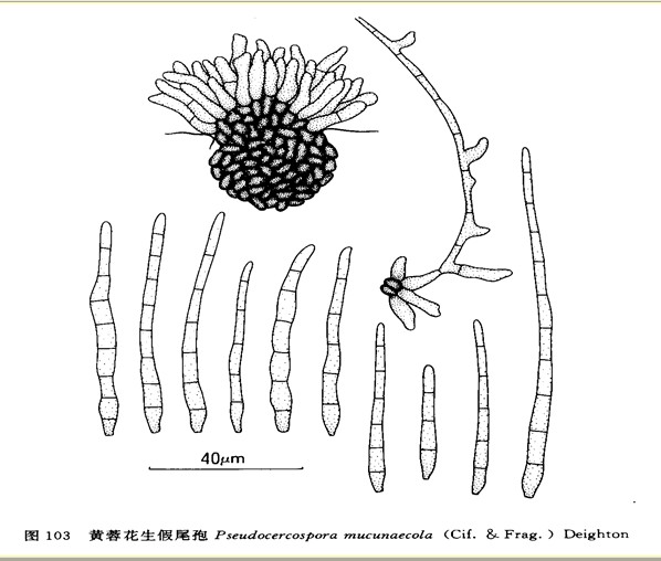 黃蓉花生假尾孢