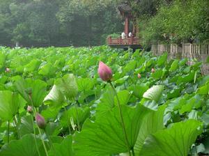 荷花池