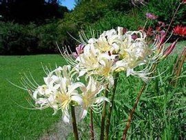 曼珠沙華(彼岸花（曼珠沙華）)