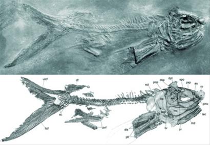 飛魚化石