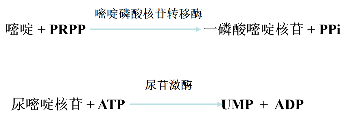 嘧啶核苷酸的生物合成