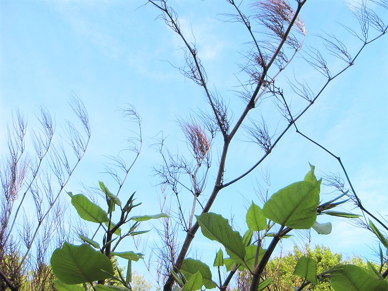 新的植株生髮出來，死掉的莖依舊存在