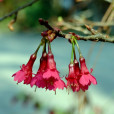 鐘花櫻桃(鐘花櫻花)