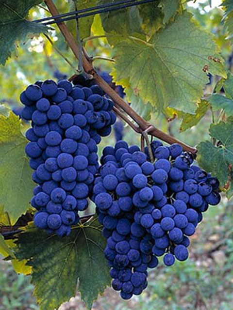 內比奧羅（Nebbiolo）