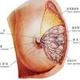 乳頭樣增生變化