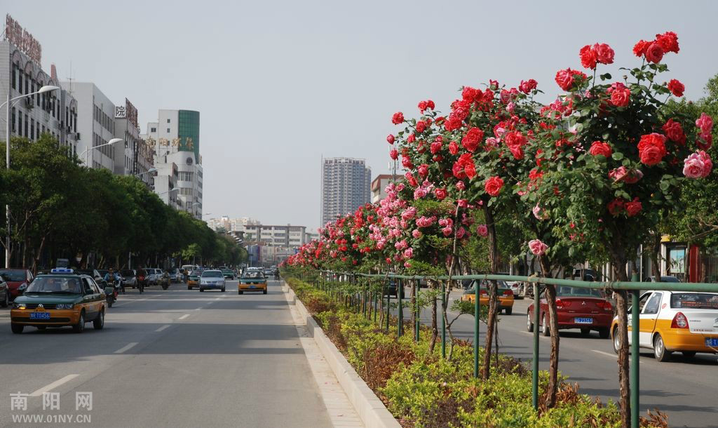 月季花城、魅力南陽！