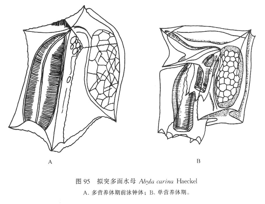 擬突多面水母