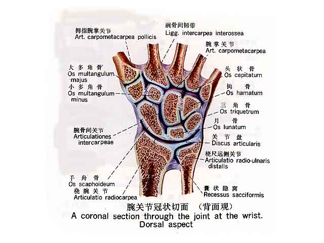 腕關節