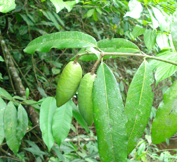 長果山橙