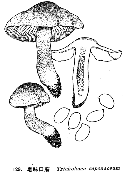 鱗皂味口蘑