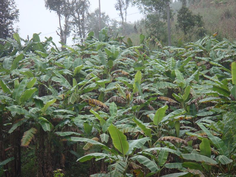 大凹子自然村(雲南普洱思茅區六順鄉團結村委大凹子自然村)