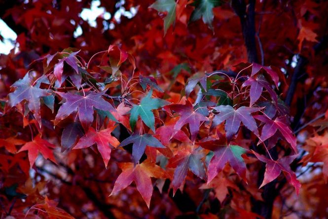 秋爪紅紅楓