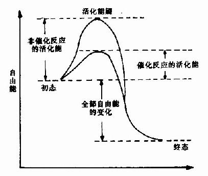 酶作用機理