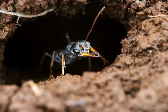 多毛牛蟻（Myrmecia pilosula）的工蟻在巢口巡視